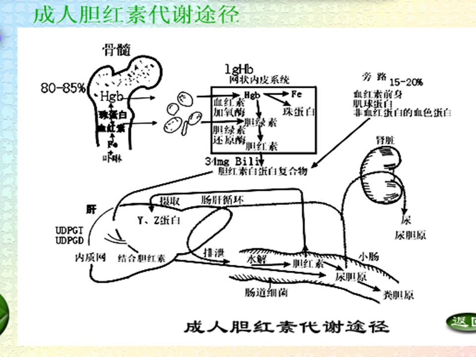 新生儿黄疸 neonatal jaundice 正常胆红素代谢 新生儿胆红素