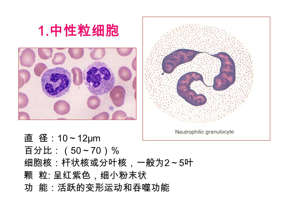1. 中性粒细胞 直 径： 10 ～ 12μm 百分比：（ 50 ～ 70 ）％ 细胞核：杆状核或分叶核，一般为 2 ～ 5 叶 颗 粒 : 呈红紫色，细小粉末状 功 能：活跃的变形运动和吞噬功能