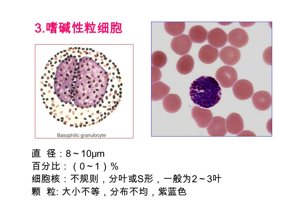 3. 嗜碱性粒细胞 直 径： 8 ～ 10μm 百分比：（ 0 ～ 1 ）％ 细胞核：不规则，分叶或 S 形，一般为 2 ～ 3 叶 颗 粒 : 大小不等，分布不均，紫蓝色