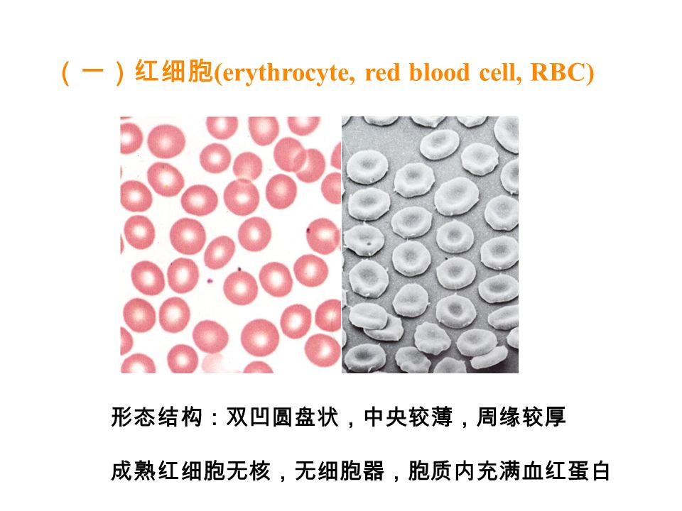 （一）红细胞 (erythrocyte, red blood cell, RBC) 形态结构：双凹圆盘状，中央较薄，周缘较厚 成熟红细胞无核，无细胞器，胞质内充满血红蛋白