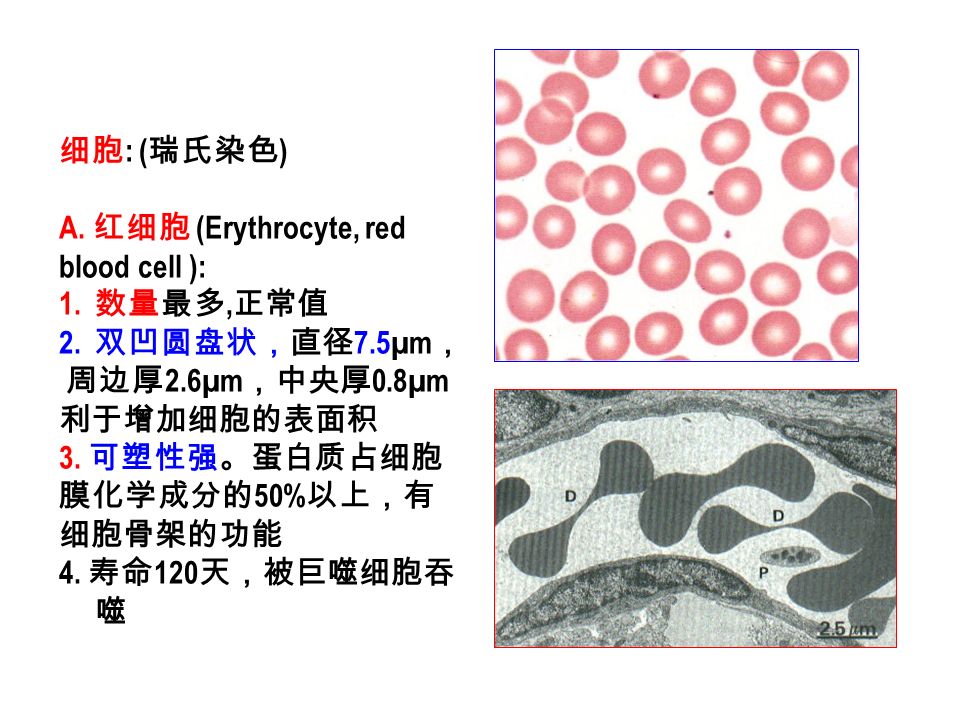 细胞 : ( 瑞氏染色 ) A. 红细胞 (Erythrocyte, red blood cell ): 1.