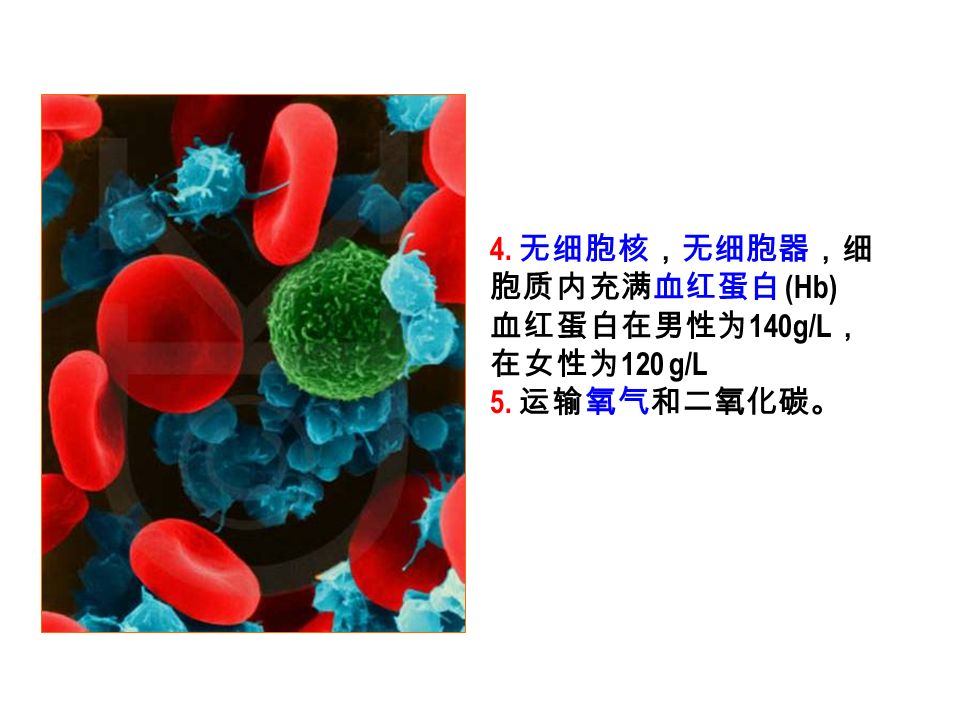 4. 无细胞核，无细胞器，细 胞质内充满血红蛋白 (Hb) 血红蛋白在男性为 140g/L ， 在女性为 120 g/L 5. 运输氧气和二氧化碳。