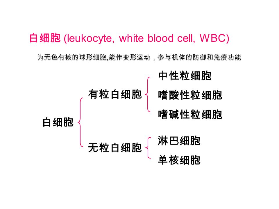 白细胞 (leukocyte, white blood cell, WBC) 白细胞 有粒白细胞 中性粒细胞 嗜酸性粒细胞 嗜碱性粒细胞 无粒白细胞 淋巴细胞 单核细胞 为无色有核的球形细胞, 能作变形运动，参与机体的防御和免疫功能