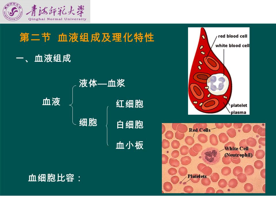 三、血量 机体中血液的总量。是血浆量和血细胞量 的总和。成年人约占体重的 7 － 8 ％，男性血 量为 5 － 6L ，女性为 4.5 － 5.5L ， 四、血液的主要生理机能 （一）运输机能 （二）防御机能 （三）止血机能 （四）维持稳态