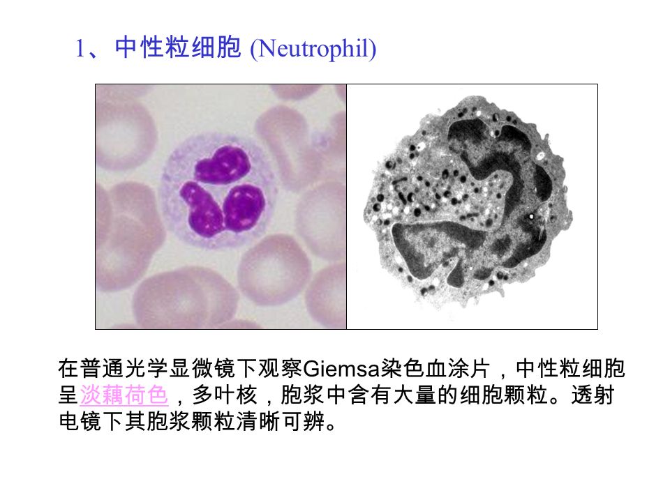 1-1       二,粒细胞系 (granulocytes) 中性粒细胞 嗜酸性粒细胞 嗜
