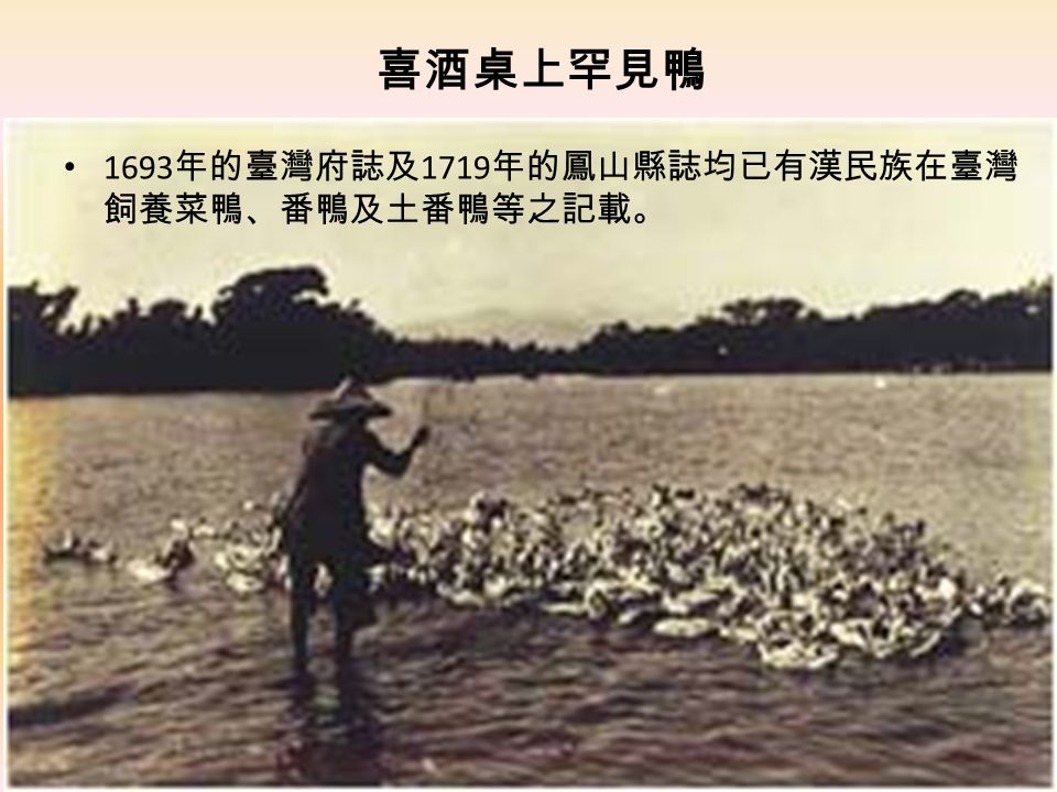 喜酒桌上罕見鴨 1693 年的臺灣府誌及 1719 年的鳳山縣誌均已有漢民族在臺灣 飼養菜鴨、番鴨及土番鴨等之記載。