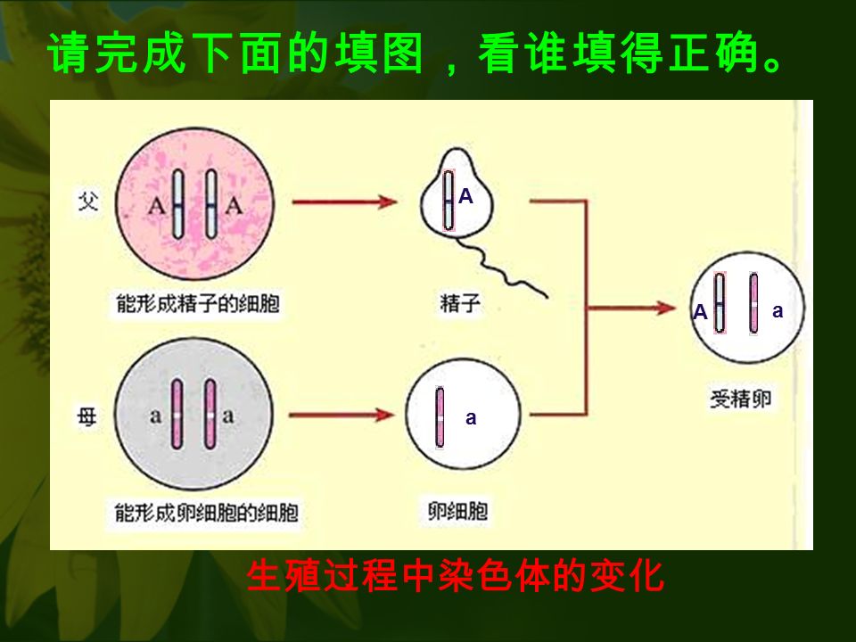 A a A a 生殖过程中染色体的变化 请完成下面的填图，看谁填得正确。