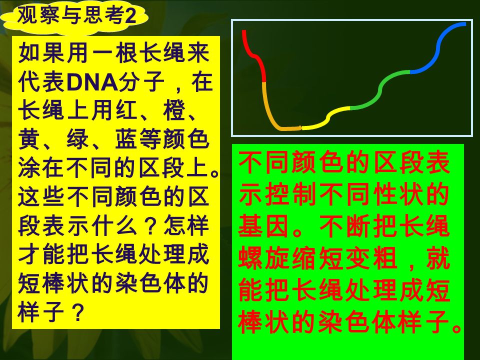 观察与思考 2 如果用一根长绳来 代表 DNA 分子，在 长绳上用红、橙、 黄、绿、蓝等颜色 涂在不同的区段上。 这些不同颜色的区 段表示什么？怎样 才能把长绳处理成 短棒状的染色体的 样子？ 不同颜色的区段表 示控制不同性状的 基因。不断把长绳 螺旋缩短变粗，就 能把长绳处理成短 棒状的染色体样子。