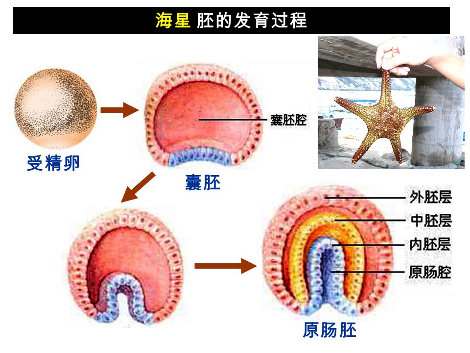 海星 胚的发育过程 囊胚 原肠胚 受精卵