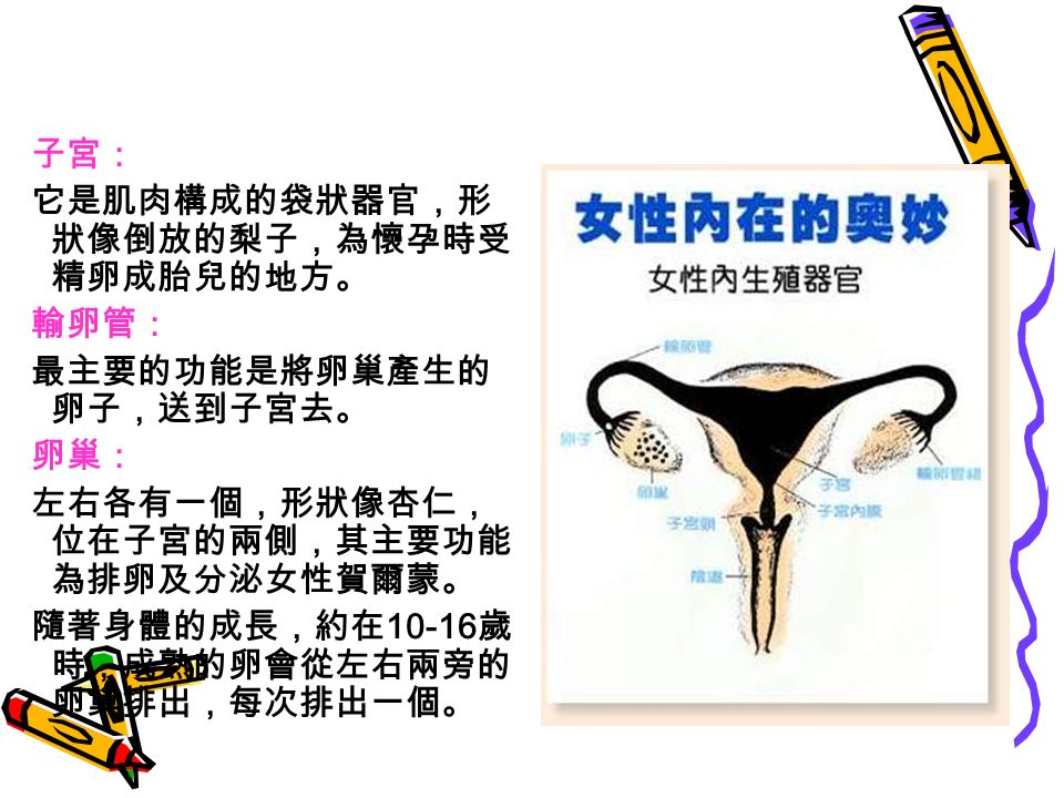 子宮： 它是肌肉構成的袋狀器官，形 狀像倒放的梨子，為懷孕時受 精卵成胎兒的地方。 輸卵管： 最主要的功能是將卵巢產生的 卵子，送到子宮去。 卵巢： 左右各有一個，形狀像杏仁， 位在子宮的兩側，其主要功能 為排卵及分泌女性賀爾蒙。 隨著身體的成長，約在 歲 時，成熟的卵會從左右兩旁的 卵巢排出，每次排出一個。