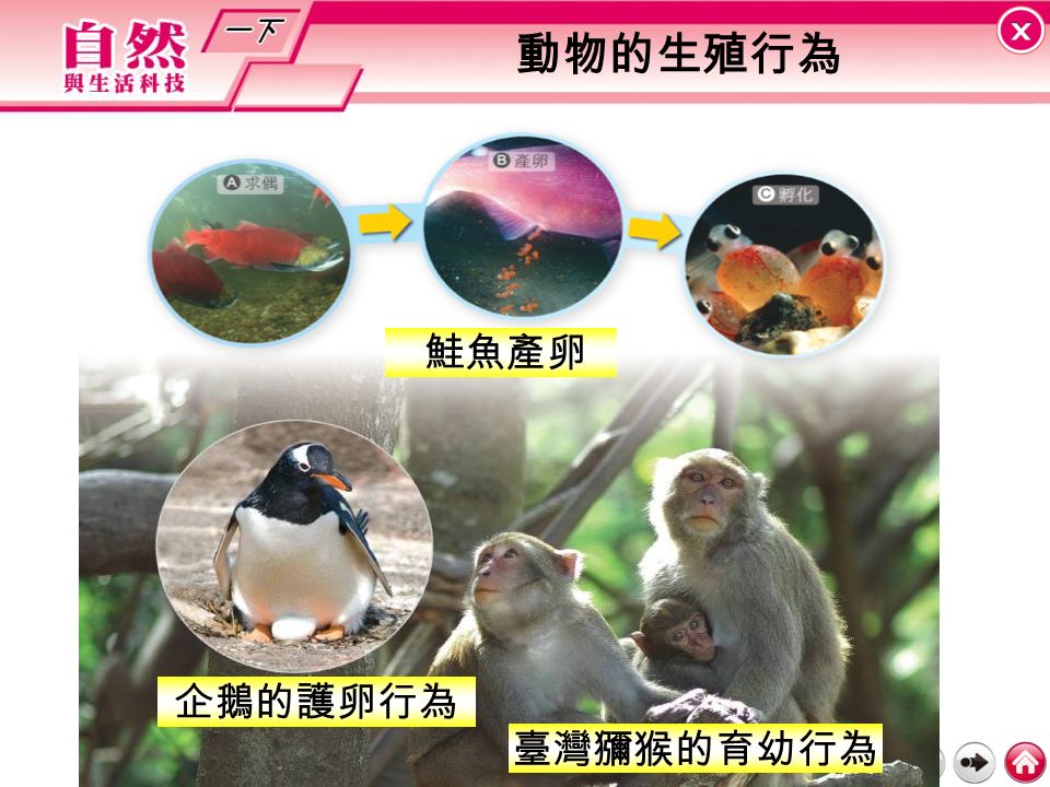 動物的生殖行為 臺灣獼猴的育幼行為 鮭魚產卵 企鵝的護卵行為