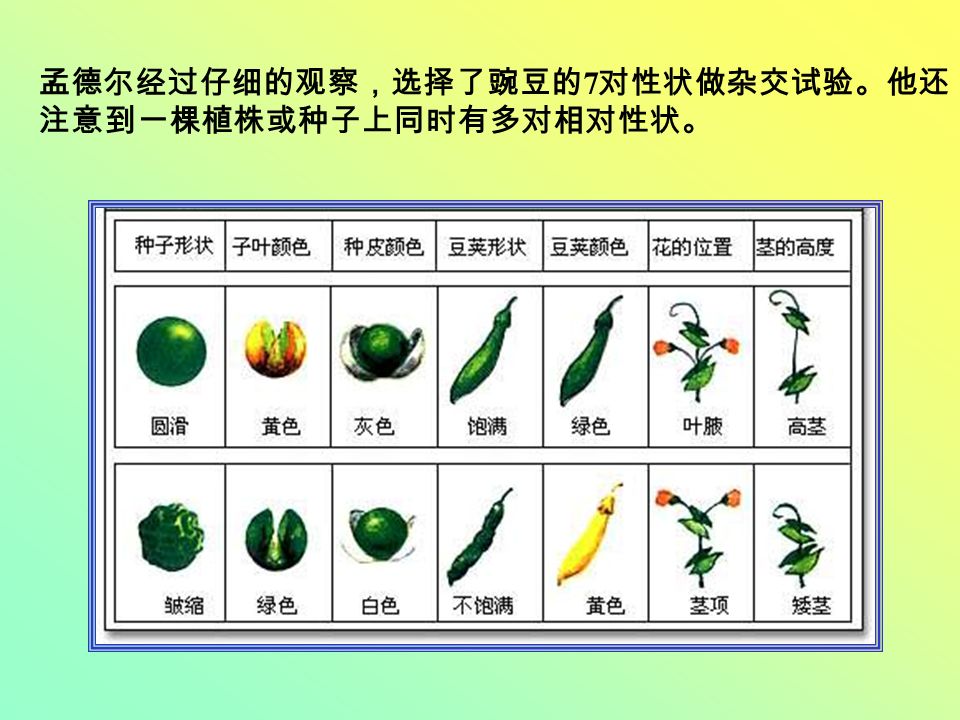 孟德尔经过仔细的观察，选择了豌豆的 7 对性状做杂交试验。他还 注意到一棵植株或种子上同时有多对相对性状。
