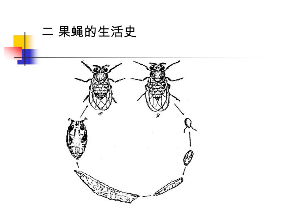 果蝇杂交实验 学院学院: 动物科技学院 课程名称 课程