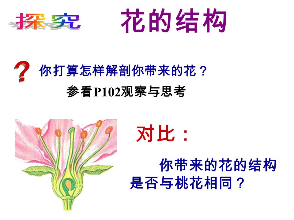 你打算怎样解剖你带来的花？ 花的结构 你带来的花的结构 是否与桃花相同？ 对比： 参看 P102 观察与思考