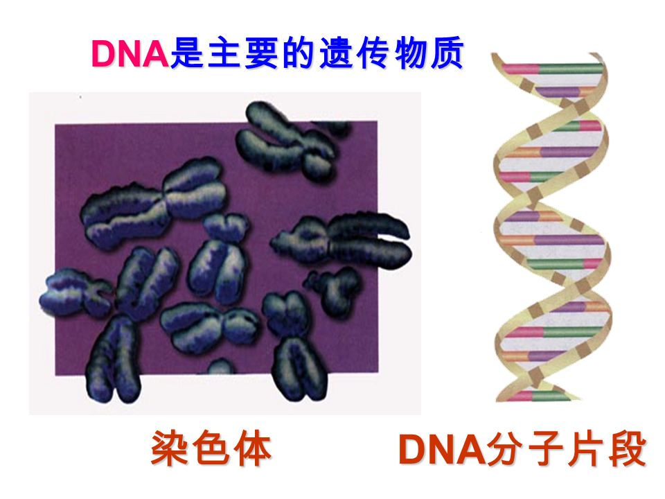 1 、基因位于细胞核的染色体中！