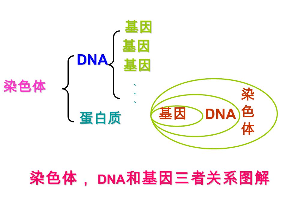 染色体 DNA 分子片段 DNA 是主要的遗传物质