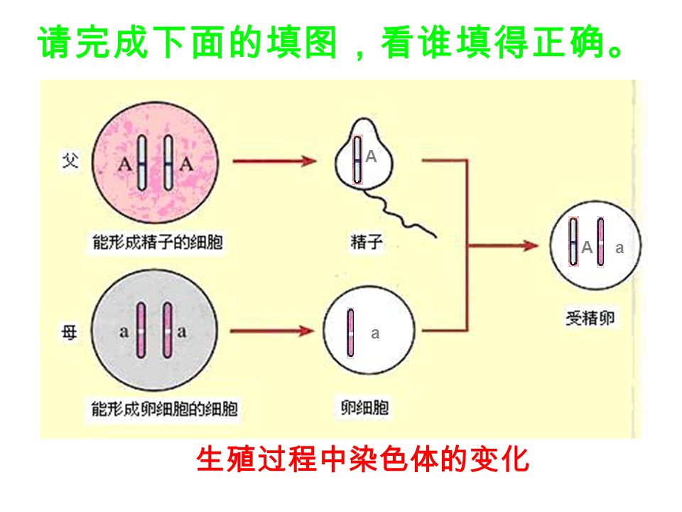 请写出染色体变化的规律 （用 n 、 2n 表示） 父母的性状遗传是通 过双亲的 把 传递给了新个体。 生殖细胞基因 亲代（ ） 生殖细胞（ ） 子代（ ） 2n n