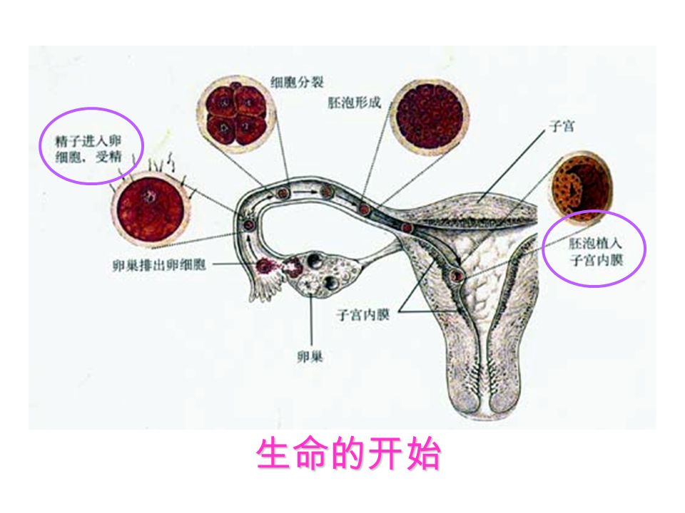 我们知道，大多数生命是 从一个受精卵开始的。 受精卵 在有性生殖过程中，精子和卵细胞 就是基因在亲子间传递的 桥梁 。 精子 卵细胞