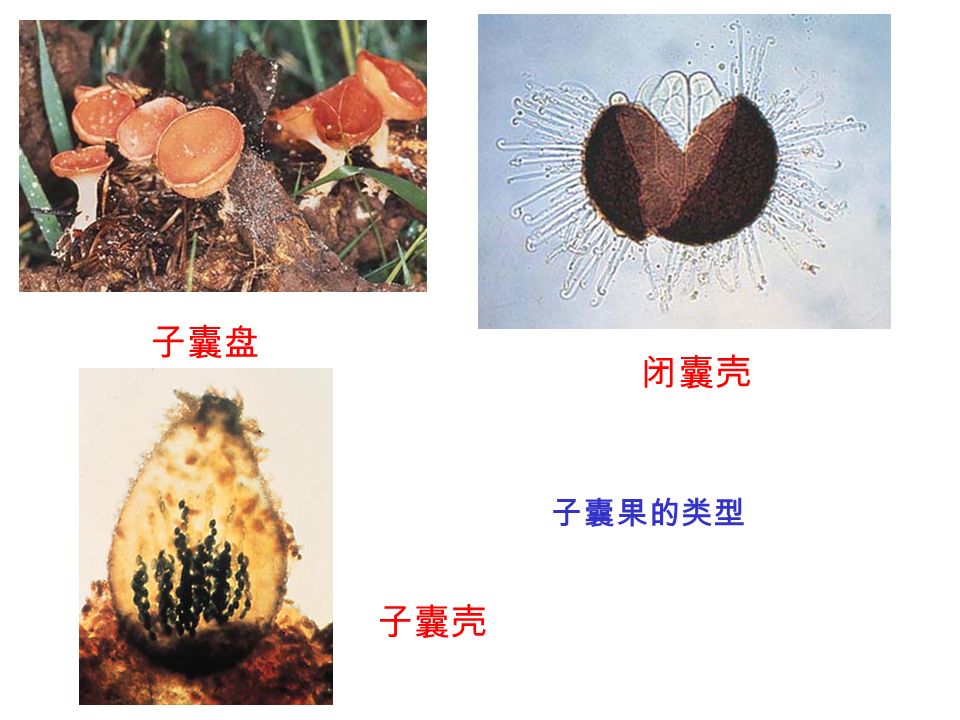 4 主要类型 2. 子囊菌纲: 真菌门中种类最多的一类,约 30000 种.