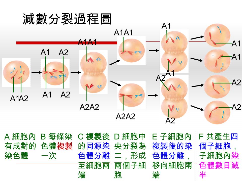 減數分裂過程圖 A 細胞內 有成對的 染色體 B 每條染 色體複製 一次 C 複製後 的同源染 色體分離 至細胞兩 端 D 細胞中 央分裂為 二，形成 兩個子細 胞 E 子細胞內 複製後的染 色體分離， 移向細胞兩 端 F 共產生四 個子細胞， 子細胞內染 色體數目減 半 A1 A2 A1A2 A1A2 A1A1 A2A2 A1A1 A2A2 A1 A2 A1 A2