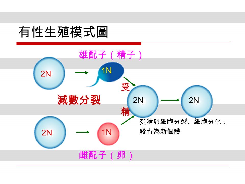有性生殖模式圖 2N 1N 受 精 受精卵細胞分裂、細胞分化； 發育為新個體 2N 減數分裂 雄配子（精子） 雌配子（卵）