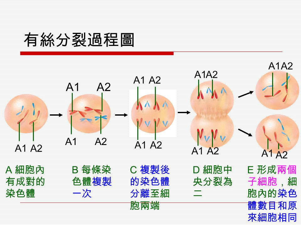 有絲分裂過程圖 A 細胞內 有成對的 染色體 B 每條染 色體複製 一次 C 複製後 的染色體 分離至細 胞兩端 D 細胞中 央分裂為 二 E 形成兩個 子細胞，細 胞內的染色 體數目和原 來細胞相同 A1 A2 A1 A2 A1 A2 A1 A2 A1 A2 A1 A2 A1 A2 A1A2 A1A2