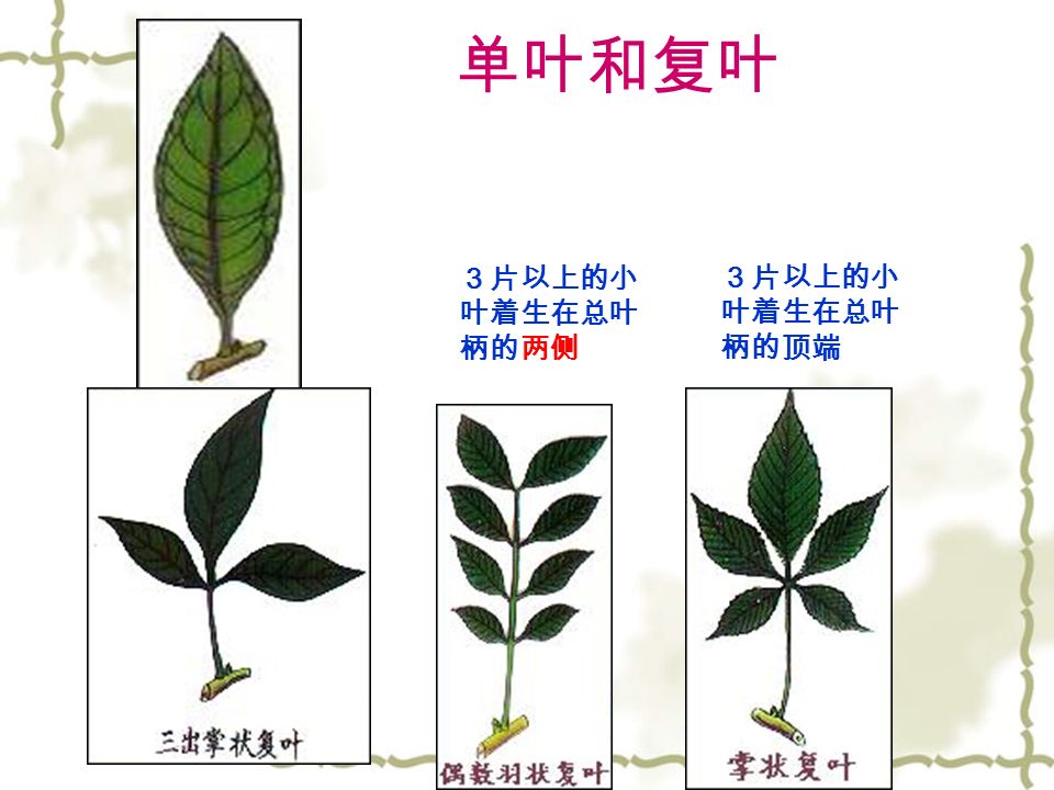单叶和复叶 ３片以上的小 叶着生在总叶 柄的顶端 ３片以上的小 叶着生在总叶 柄的两侧