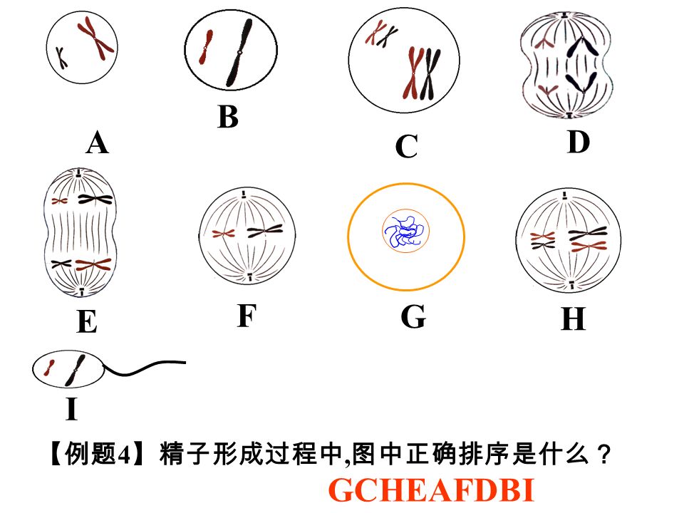 A B C D E F G H I 【例题 4 】精子形成过程中, 图中正确排序是什么？ GCHEAFDBI