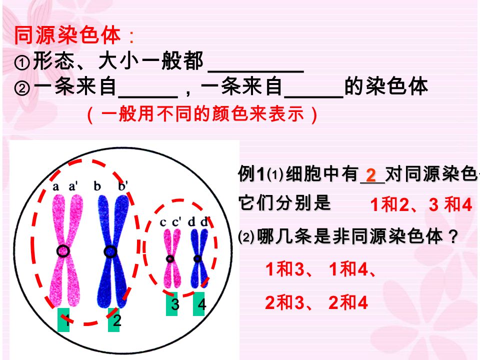 同源染色体： ① 形态、大小一般都 ________ ② 一条来自 _____ ，一条来自 _____ 的染色体 例 1 ⑴细胞中有 对同源染色体， 它们分别是 ⑵哪几条是非同源染色体？ 2 1和3、 1和4、1和3、 1和4、 2和3、 2和42和3、 2和4 1 和 2 、 3 和 4 （一般用不同的颜色来表示）