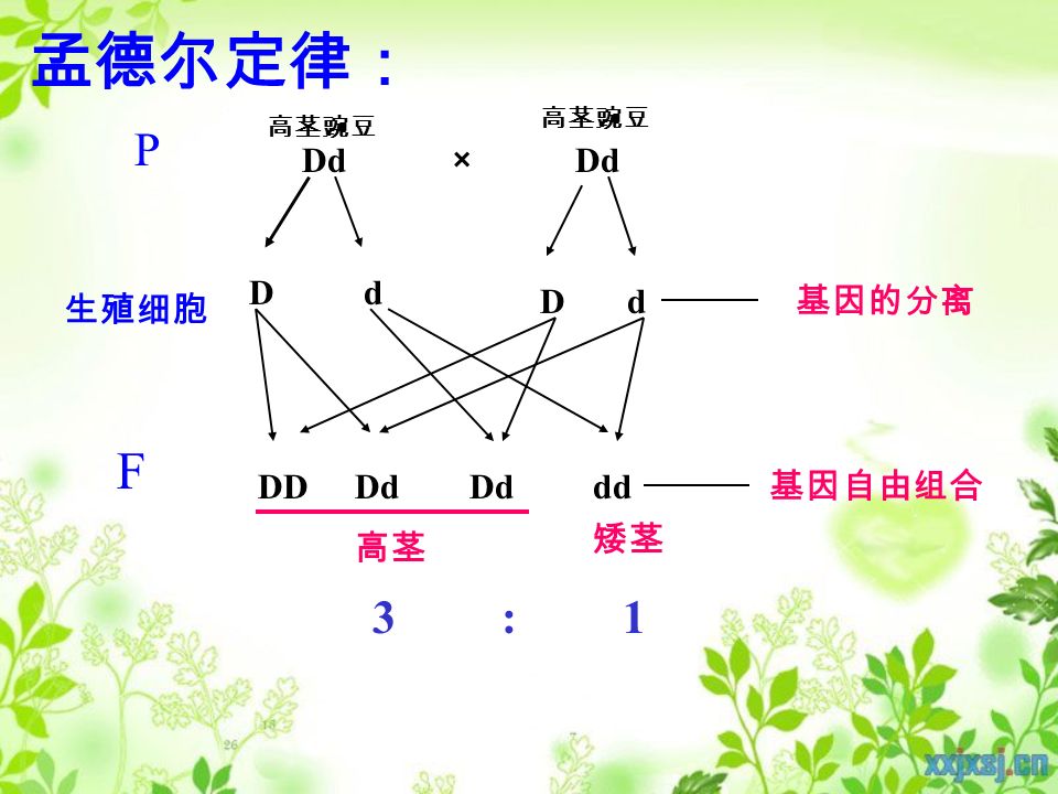 在相对性状的遗传中，表现为显性性状的，其基因 组成有 ________ 或 ______ 两种；表现为隐性性状的， 其基因组成只有 _______ 一种。 隐性（ d ） 显性（ D ） DDDd dd 2、2、 3、3、 高茎豌豆（ DD) 高茎豌豆（ Dd ）矮茎豌豆（ dd ） 基因组成 Dd 的，虽然 ___________ 基因控制的性状 不表现, 但并没有受 ____________ 基因的影响，还会 遗传下去。