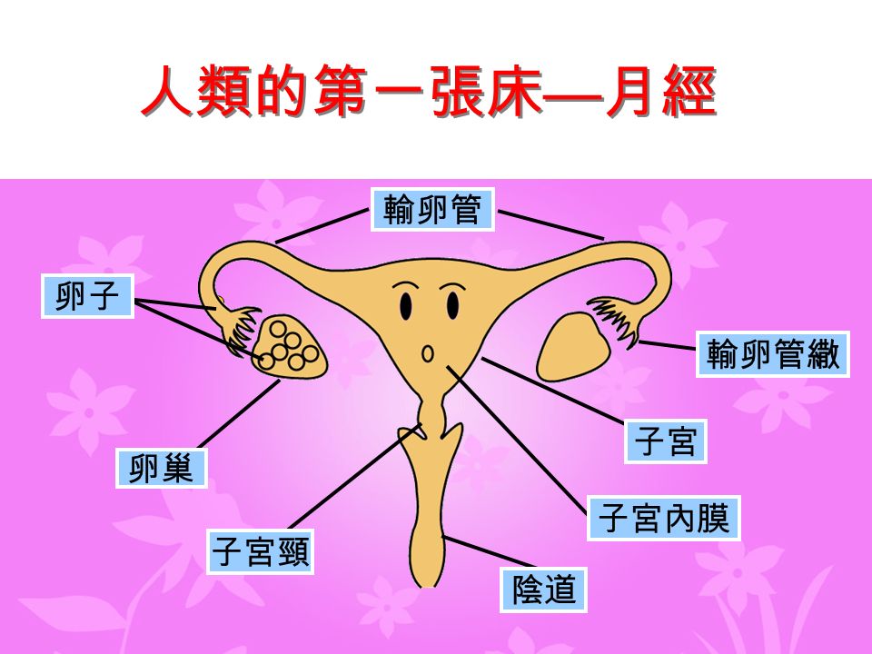 輸卵管 子宮內膜 卵子 卵巢 子宮頸 輸卵管繖 子宮 陰道 人類的第一張床 — 月經