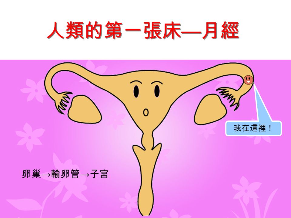 卵巢 → 輸卵管 → 子宮 我在這裡！ 人類的第一張床 — 月經