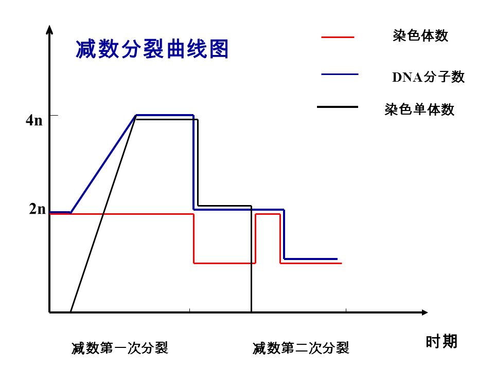 时期 2n 4n 染色体数 染色单体数 DNA 分子数 减数第一次分裂减数第二次分裂 减数分裂曲线图