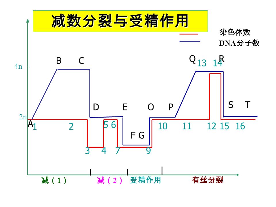 2n 4n 染色体数 DNA 分子数 减（ 1 ）减（ 2 ） 减数分裂与受精作用 受精作用 B C D E O P F G Q R S T A 有丝分裂