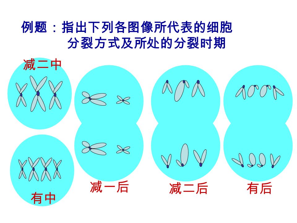 例题：指出下列各图像所代表的细胞 分裂方式及所处的分裂时期 减二中 有中 减一后 减二后有后