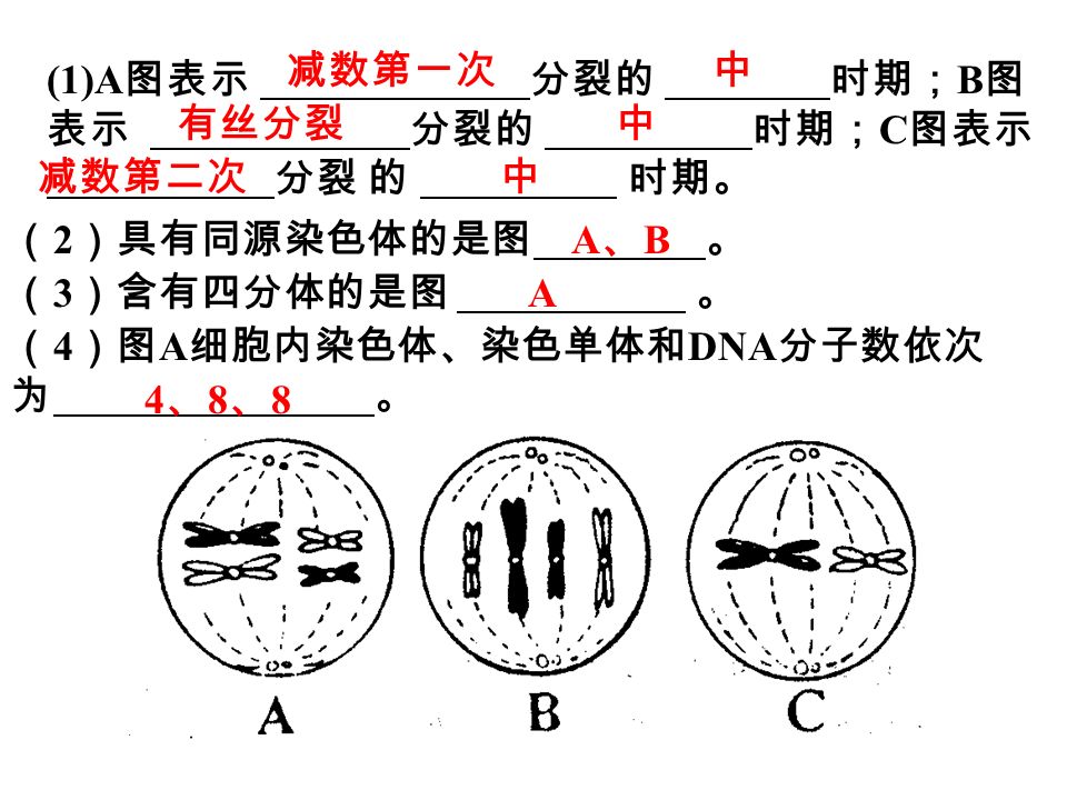 (1)A 图表示 分裂的 时期； B 图 表示 分裂的 时期； C 图表示 分裂 的 时期。 （ 2 ）具有同源染色体的是图 。 （ 3 ）含有四分体的是图 。 （ 4 ）图 A 细胞内染色体、染色单体和 DNA 分子数依次 为 。 减数第一次中 有丝分裂中 减数第二次中 A、BA、B A 4、8、84、8、8