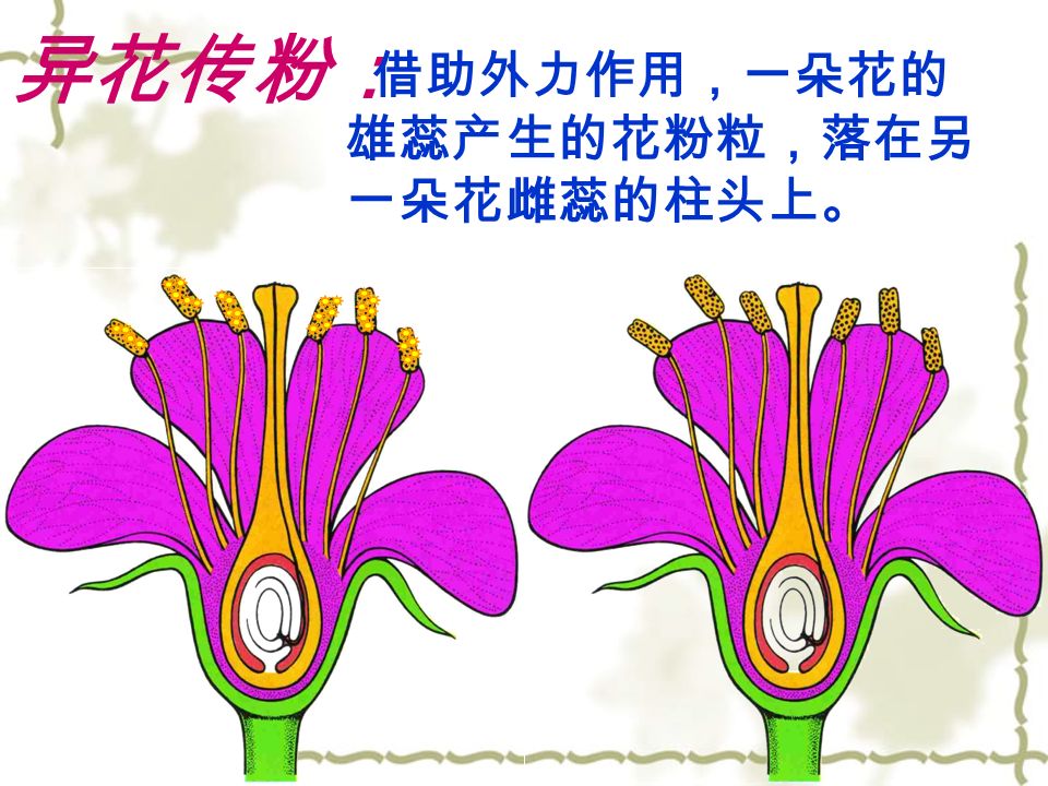 一朵花的雄蕊产生的花粉粒， 落在同一朵花雌蕊的柱头上。 自花传粉：