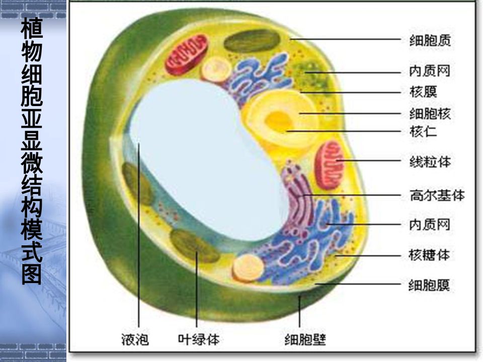 细胞壁 细胞膜 细胞质 细胞核 化学组成 功能 成分 结构 基质 细胞器