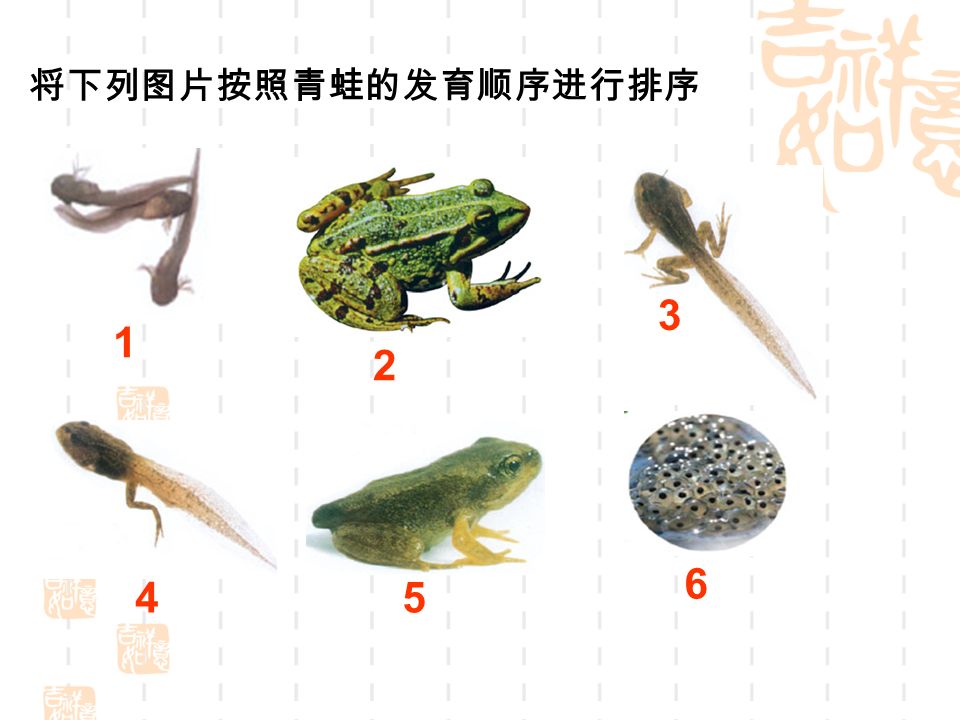 将下列图片按照青蛙的发育顺序进行排序