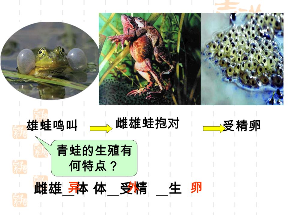雄蛙鸣叫 雌雄蛙抱对 雌雄 体 体 受精 生 异外卵 受精卵 青蛙的生殖有 何特点？
