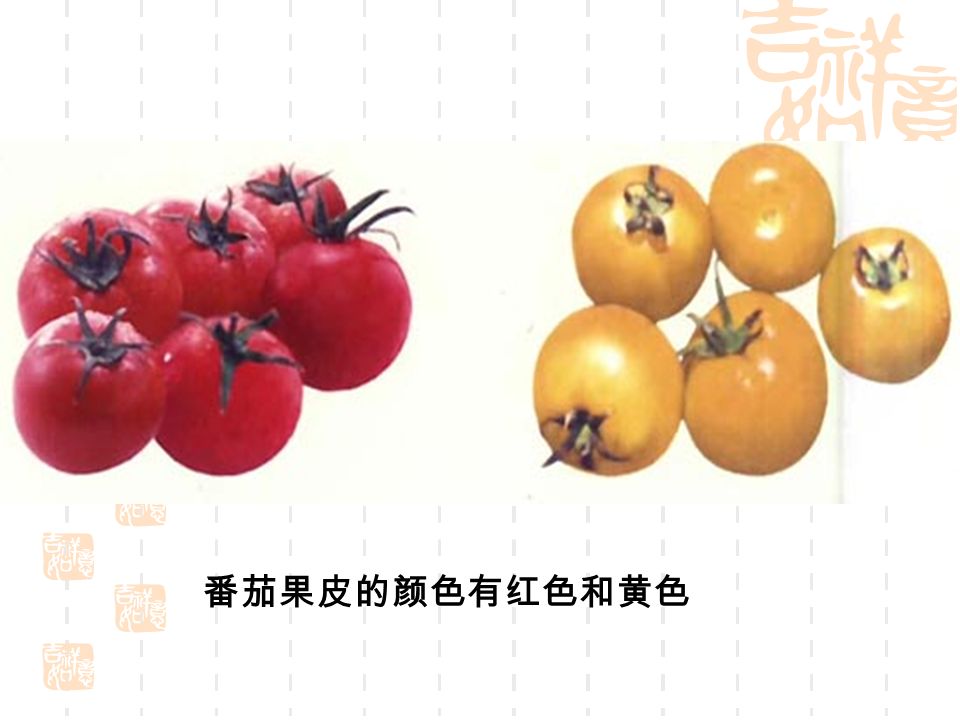番茄果皮的颜色有红色和黄色
