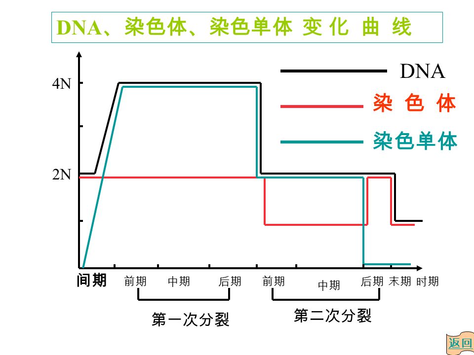 第二次分裂 2N 4N 间期 第一次分裂 DNA 、染色体、染色单体 变 化 曲 线 DNA 染 色 体 染色单体 返回 前期中期后期前期 中期 后期末期时期
