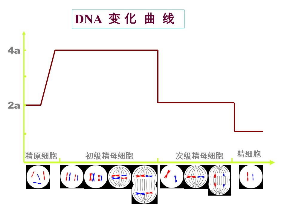 次级精母细胞 2a 4a 精原细胞 DNA 变 化 曲 线 初级精母细胞 精细胞