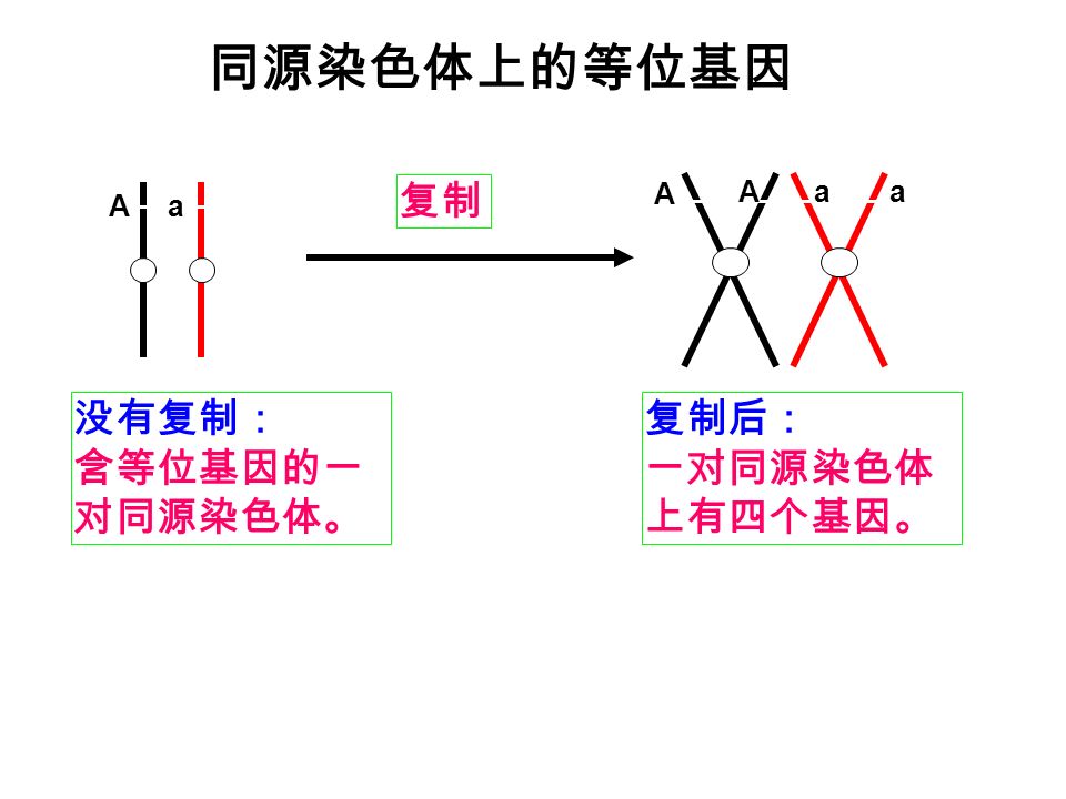 同源染色体上的等位基因 Aa 没有复制： 含等位基因的一 对同源染色体。 复制 A Aaa 复制后： 一对同源染色体 上有四个基因。