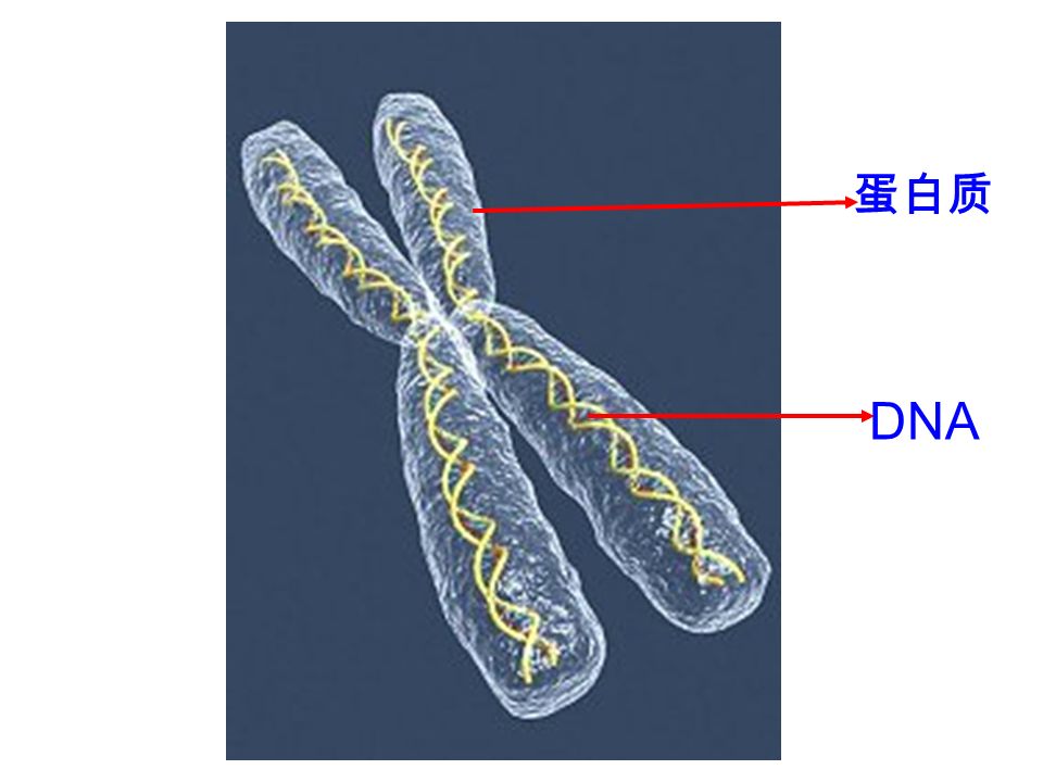 DNA 蛋白质