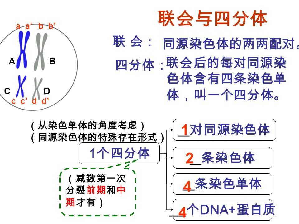 联会与四分体 同源染色体的两两配对。 联会后的每对同源染 色体含有四条染色单 体，叫一个四分体。 1 个四分体 __ 对同源染色体 __ 条染色体 __ 条染色单体 ___ 个 DNA+ 蛋白质 联 会： C D AB c c’ d d’ a a’ b b’ 四分体： （减数第一次 分裂前期和中 期才有） （从染色单体的角度考虑） （同源染色体的特殊存在形式）