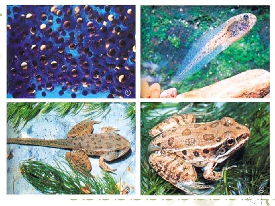  讨论 :  1 、描述青蛙生殖和发育的大体过程。大体过程  2 、在两栖动物的繁殖季节里，雌雄抱对行为 有什么意义？雌雄抱对  3 、在青蛙或蟾蜍的生殖和发育过程中，哪些 事件必须在水中进行？ 1 、雌雄抱对 2 、雌蛙排卵和雄蛙释放精子 3 、受精作用 4 、蝌蚪发育 两栖动物的生殖和发育 青蛙的发育是 变态发育吗？ 小蝌蚪为什 么找不到妈 妈