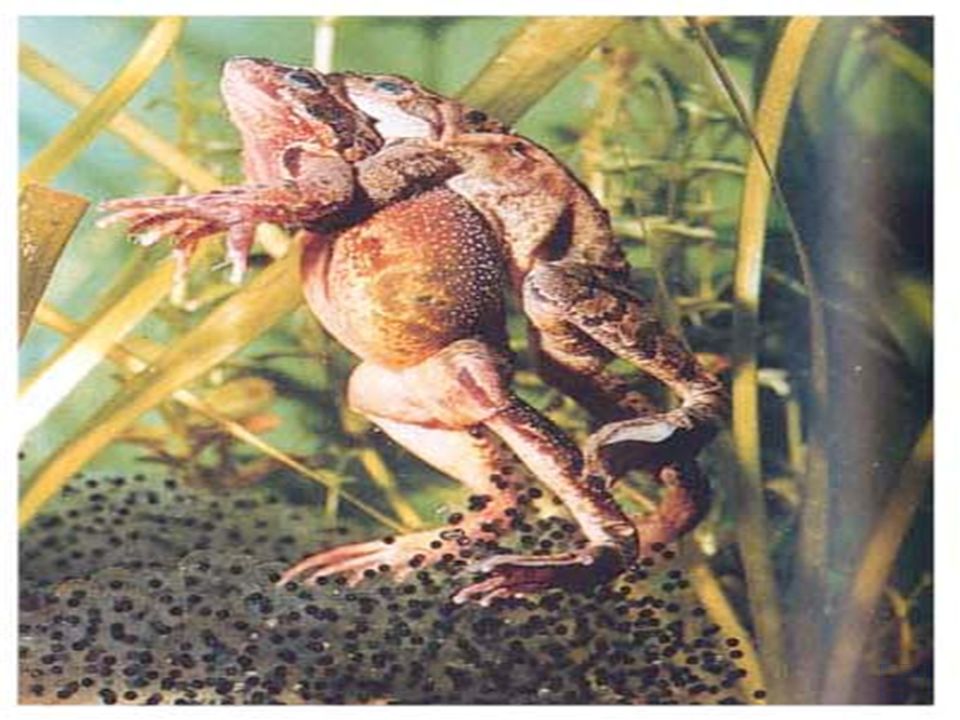 受精卵蝌蚪先长后腿 后长前腿尾巴逐渐消失成蛙