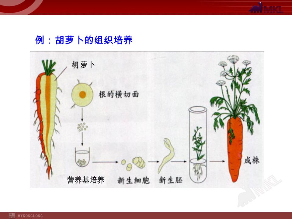 例：胡萝卜的组织培养