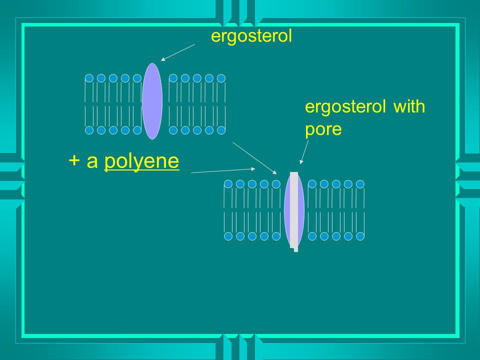 + a polyene ergosterol ergosterol with pore